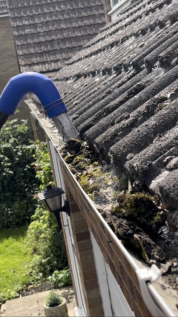 remove moss from gutters Cambridgeshire